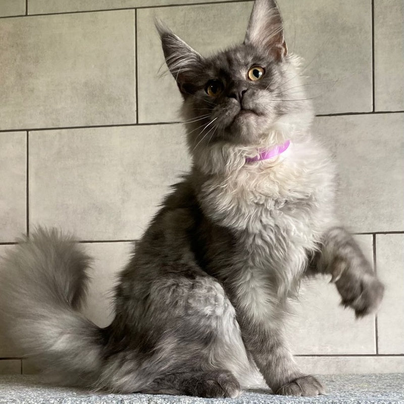 Quart Punch Maine Coon male, blue silver