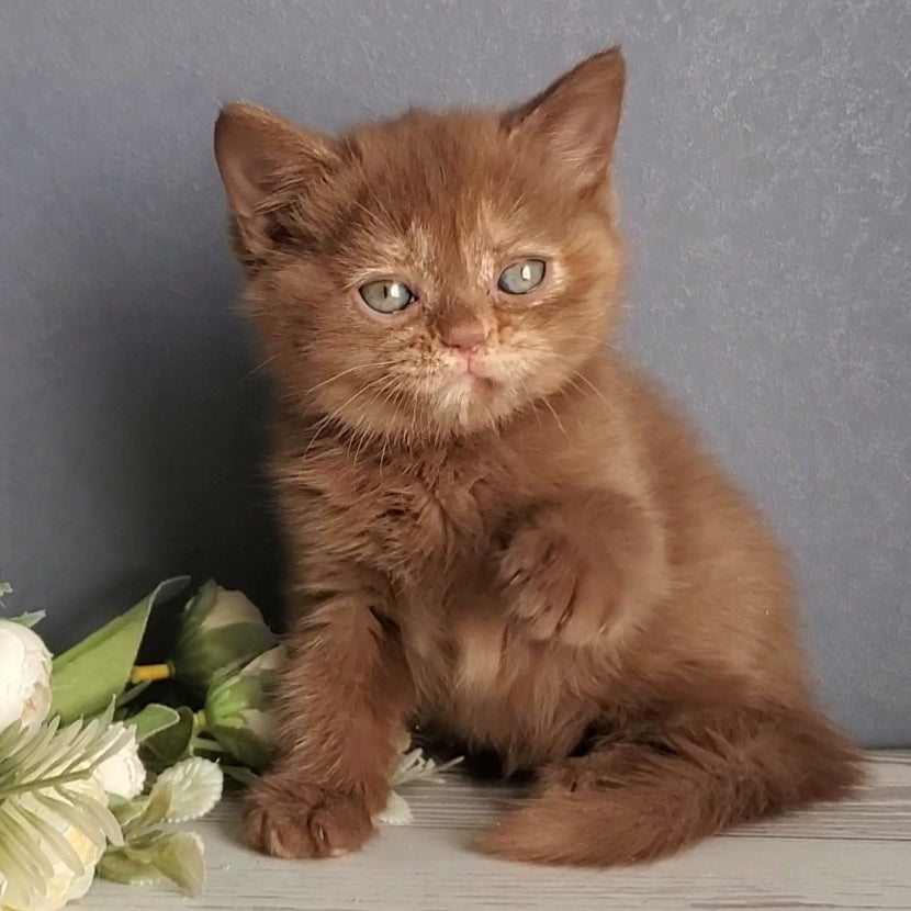 Daffy British Shorthair female, cinnamon tortie