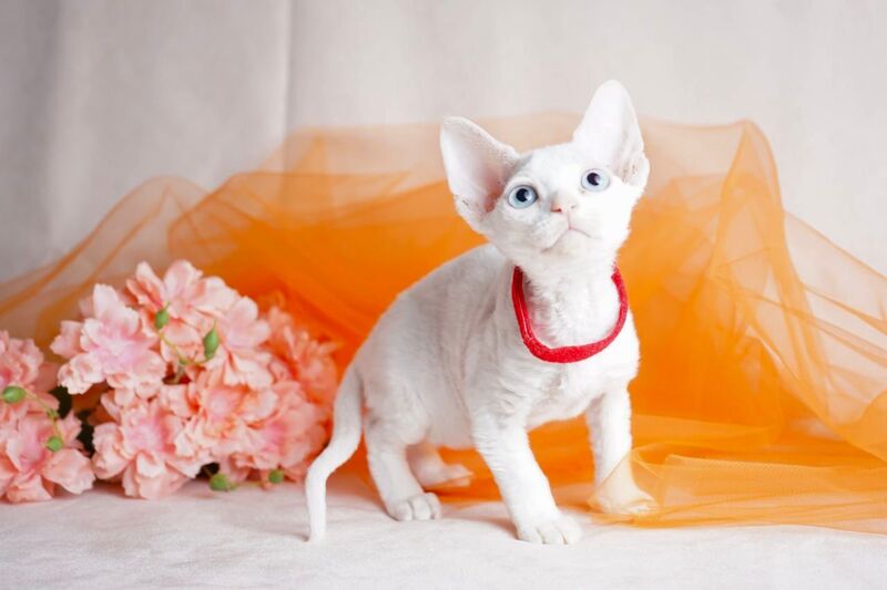 Naitiri Devon Rex female white - live animals