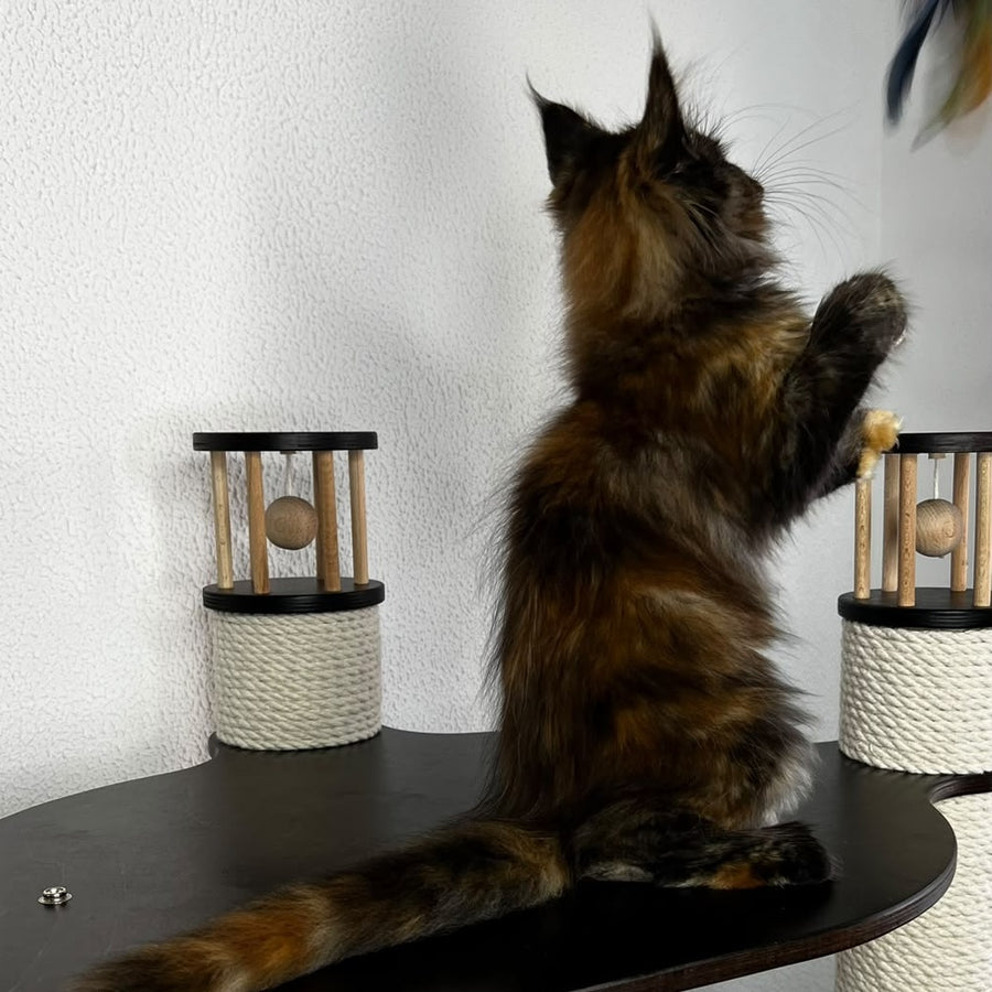 Barcelona Maine Coon female, black tortie