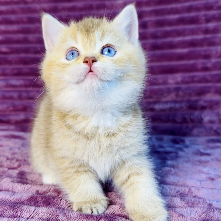 Eden British Shorthair female, cinnamon golden shaded with white