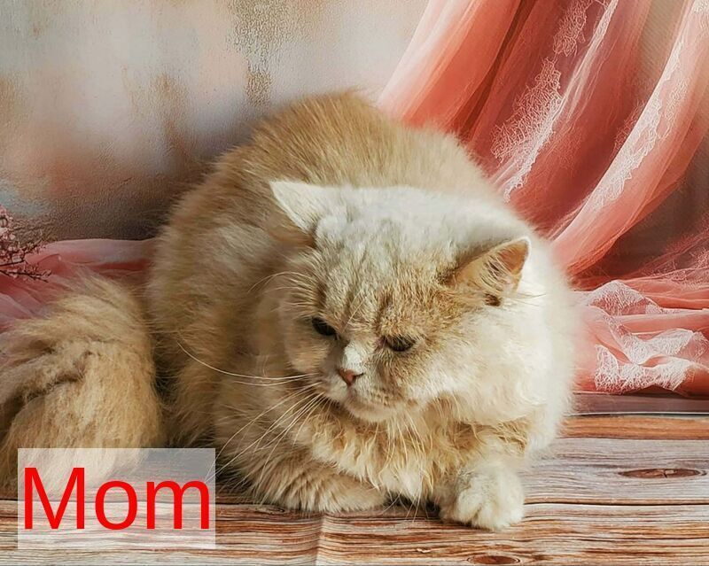Yara British Shorthair female, cinnamon