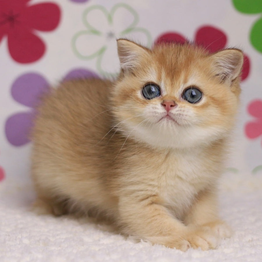 Ariel British Shorthair female, black golden chinchilla