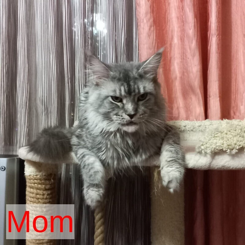 Norman Maine Coon male, black tabby