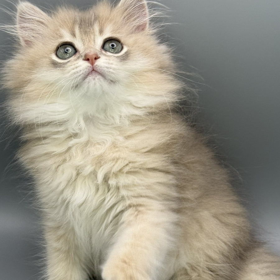 Jardin Scottish Straight female, blue golden shaded