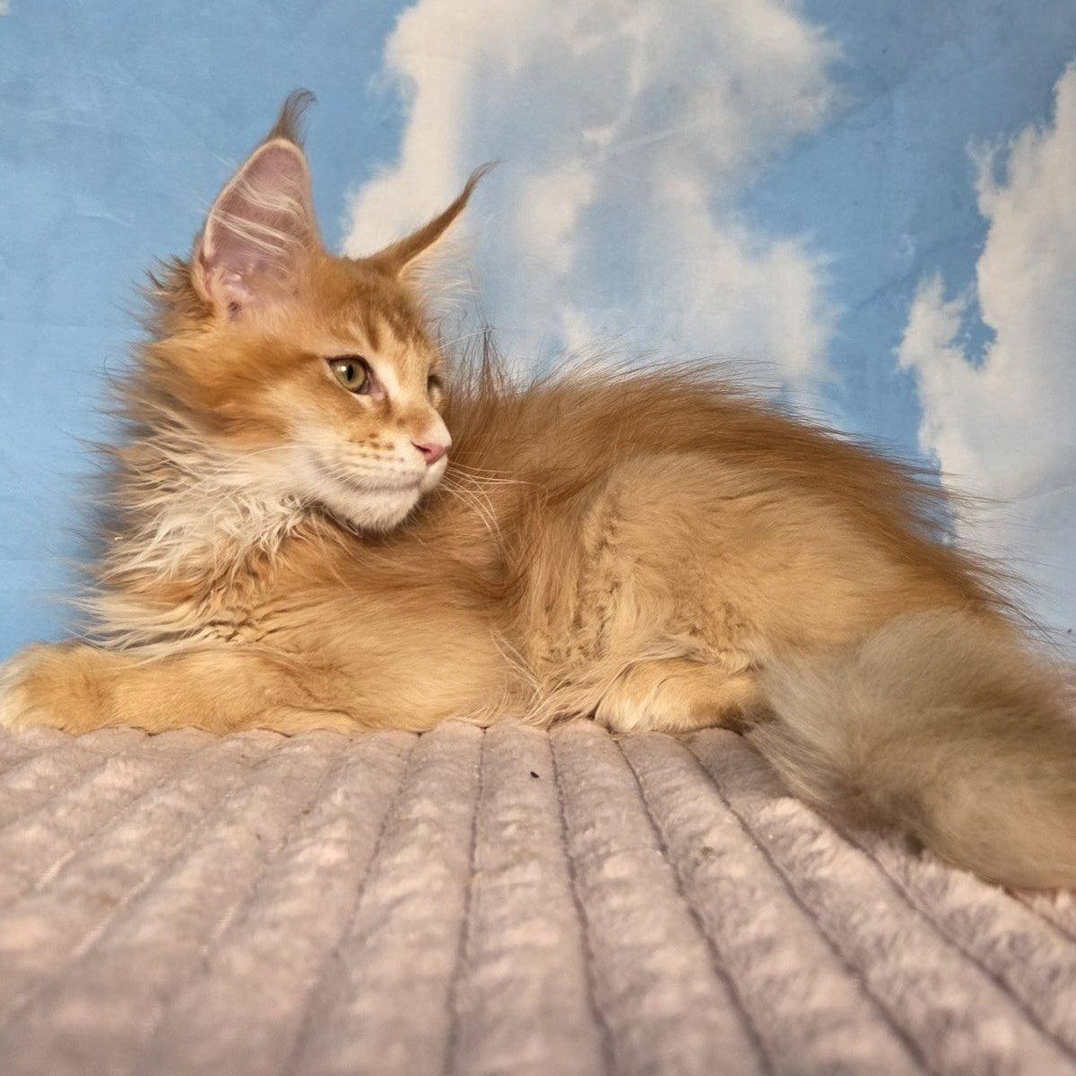 Twix Maine Coon male, red ticked tabby