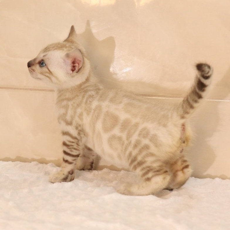 Xander Bengal male, black spotted tabby pointed