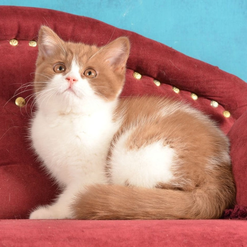 Gerda British Shorthair female, cinnamon spotted tabby