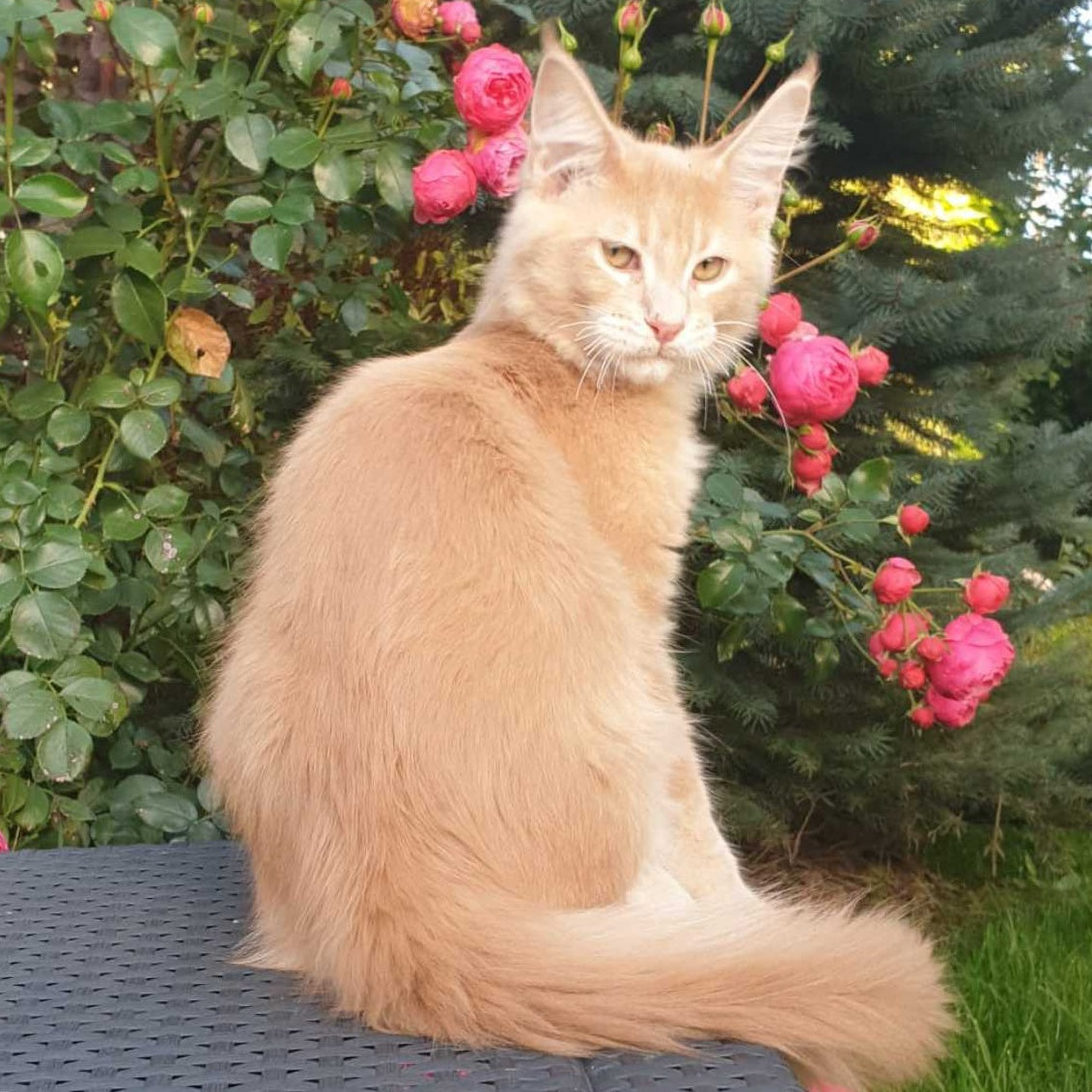 Hamilton Maine Coon male, cream ticked tabby