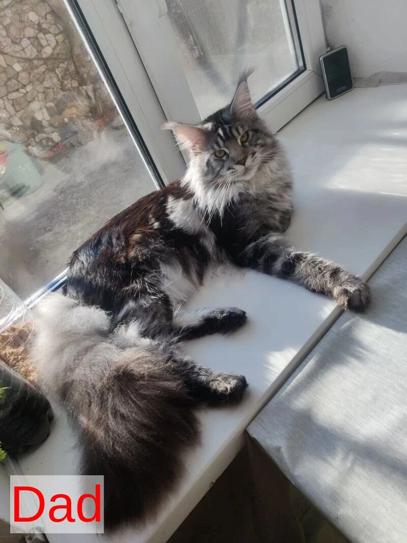 Yrolika Maine Coon female black tabby - live animals