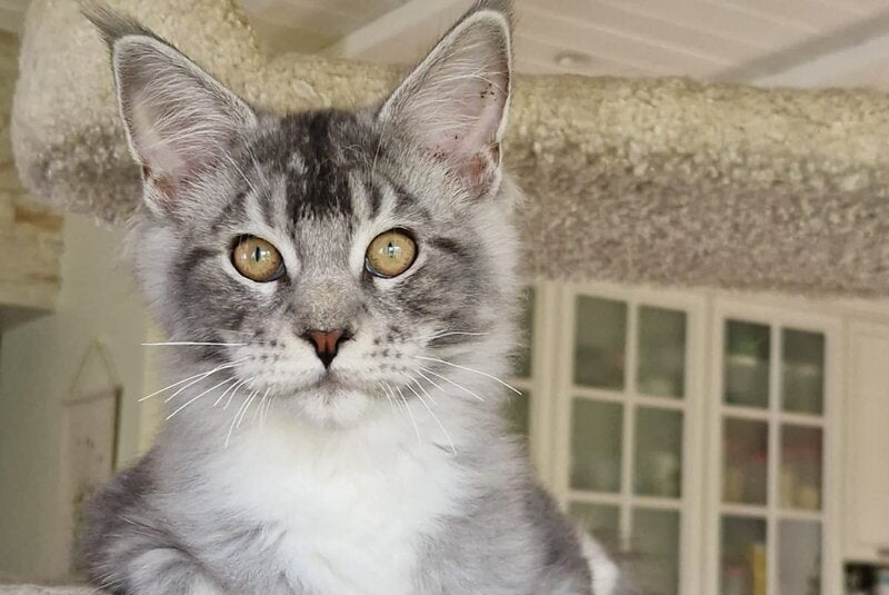 Archi Maine Coon male, black silver with white