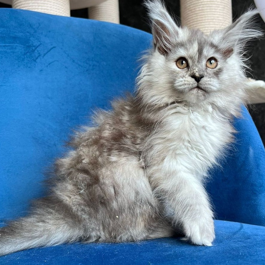 Nаdin Maine Coon female, black tortie silver bicolour