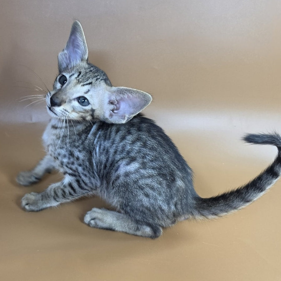Yorick Oriental Shorthair male, black spotted tabby