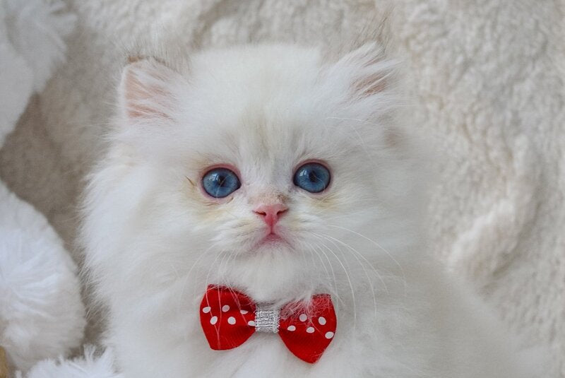 Norton British Longhair male, black golden chinchilla pointed
