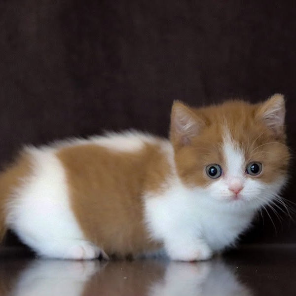 Fortune Munchkin female, cinnamon bicolour