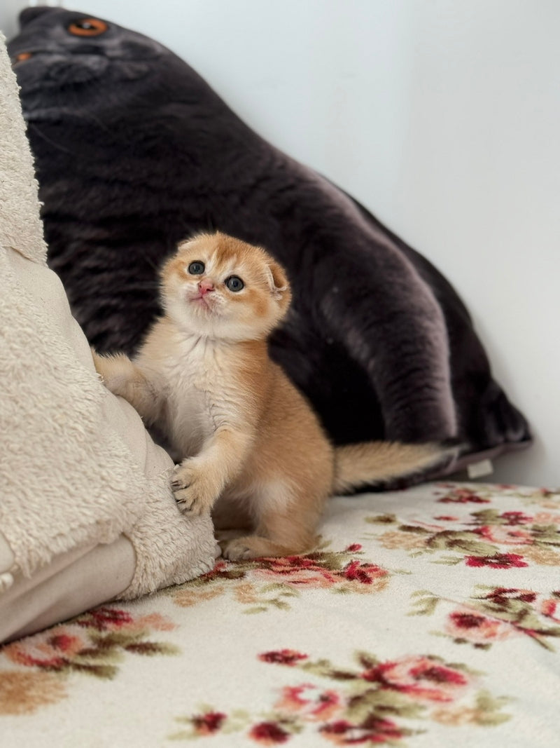 Senya Scottish Fold male, black golden shaded