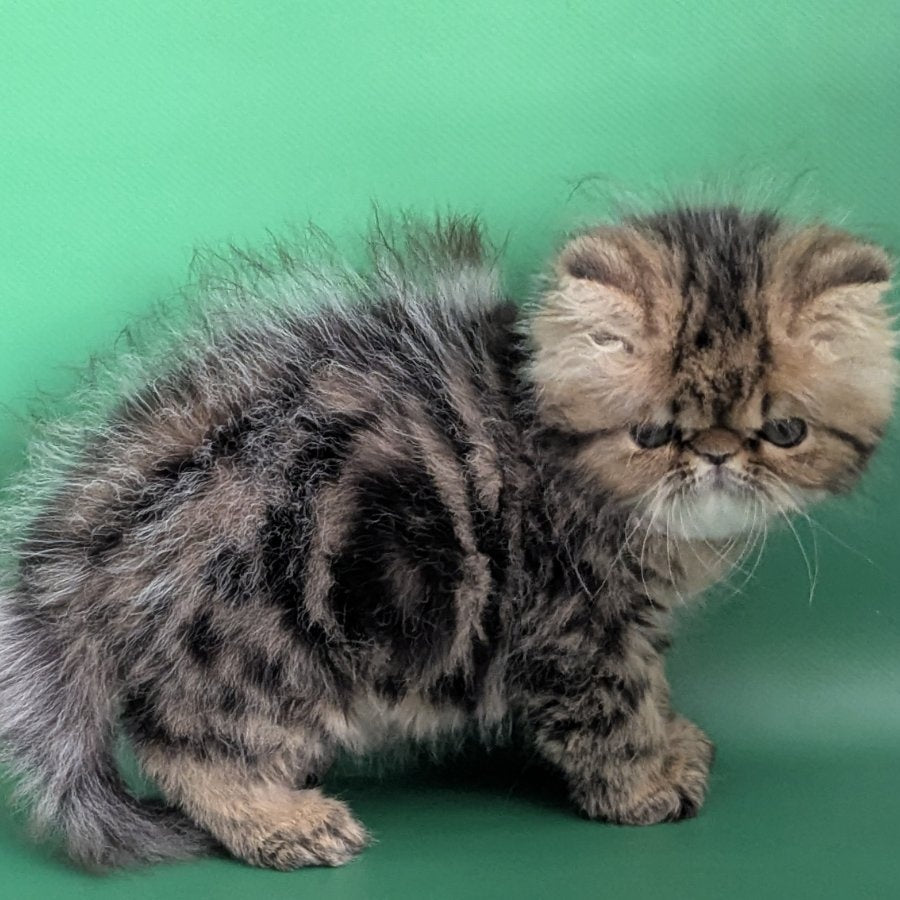 Tiara Persian female, black tabby