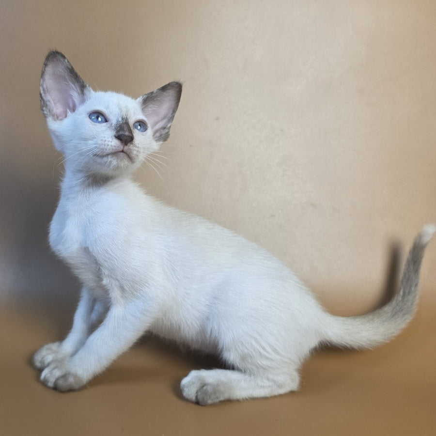 Eir Siamese female, black tortie