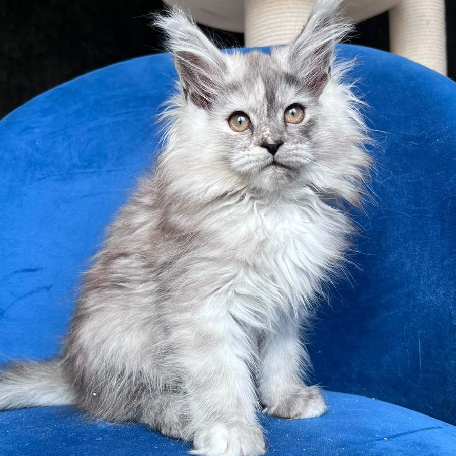 Nаdin Maine Coon female, black tortie silver bicolour