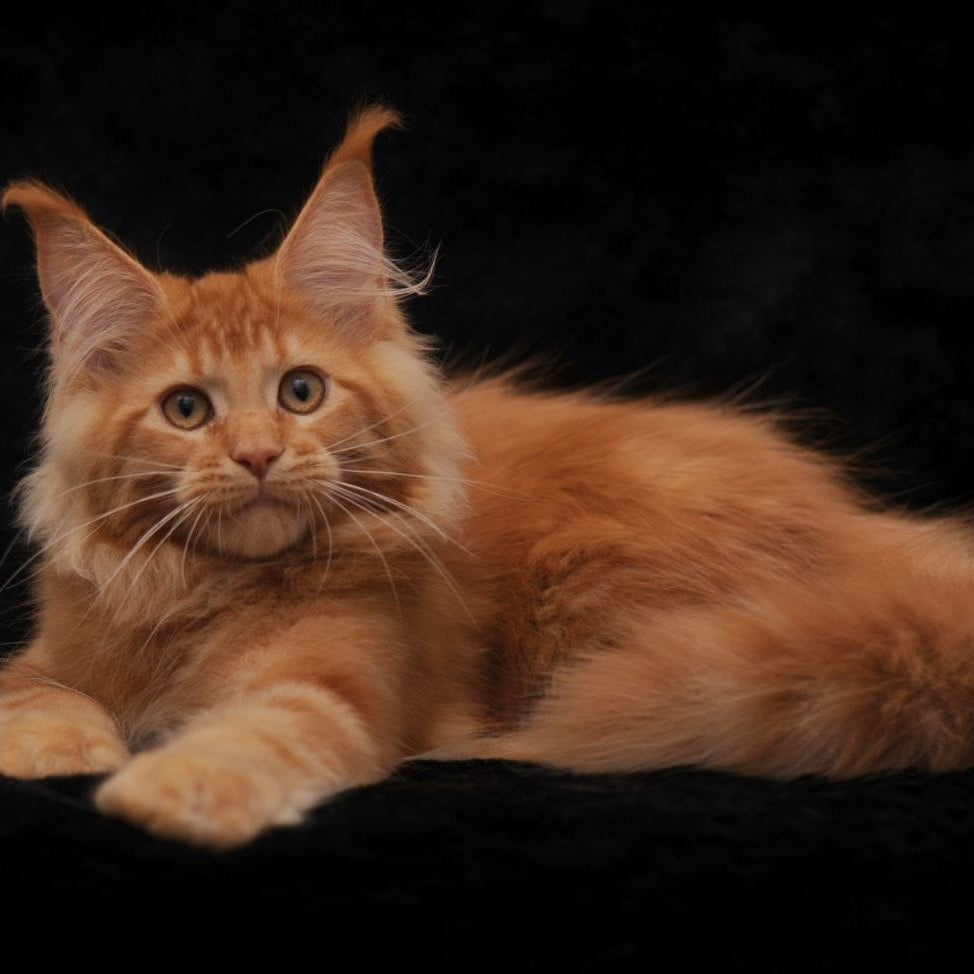 Raily Maine Coon female, red