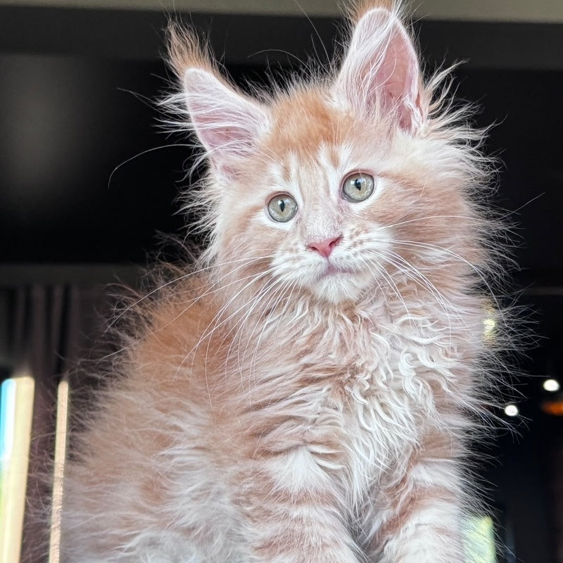 Winston Noir Maine Coon male, cream tabby