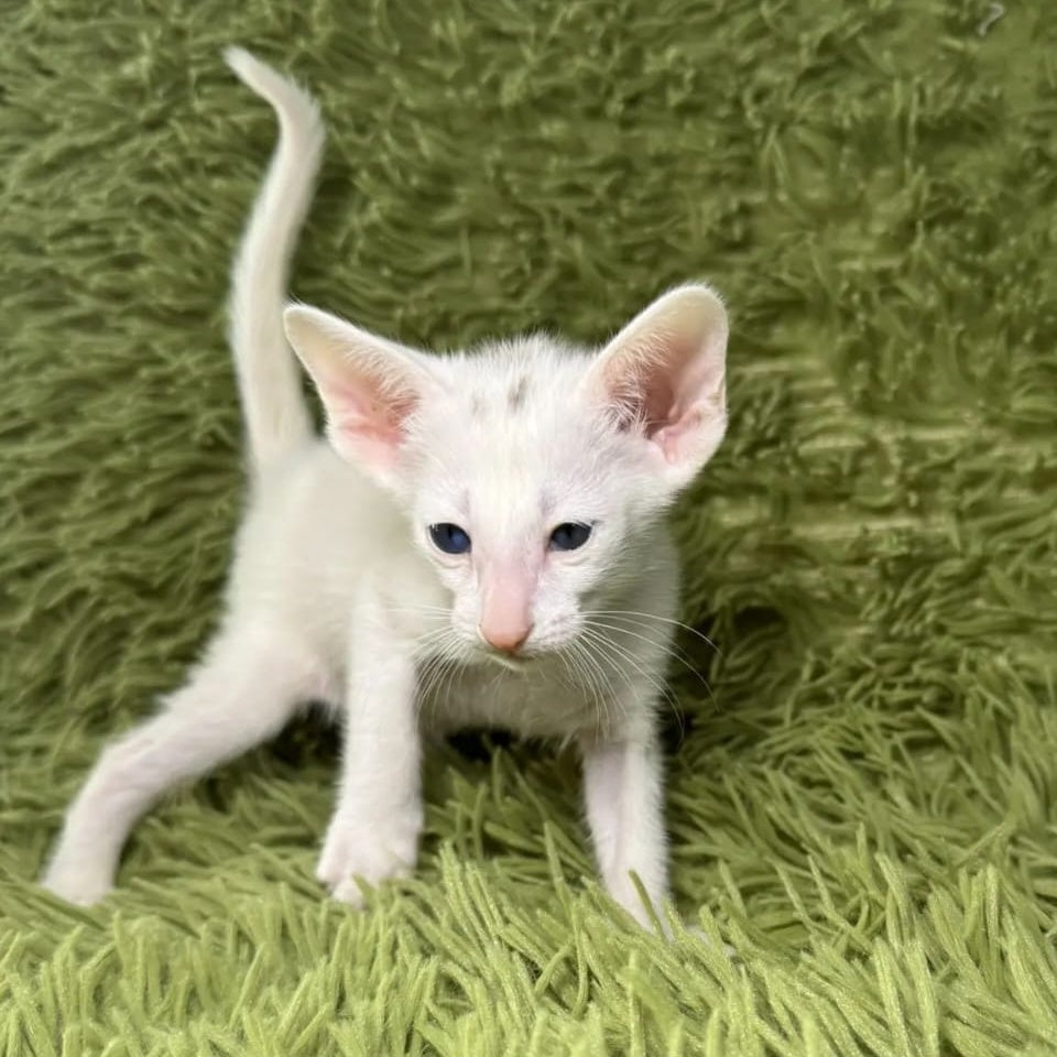 Diva Oriental Shorthair female, white