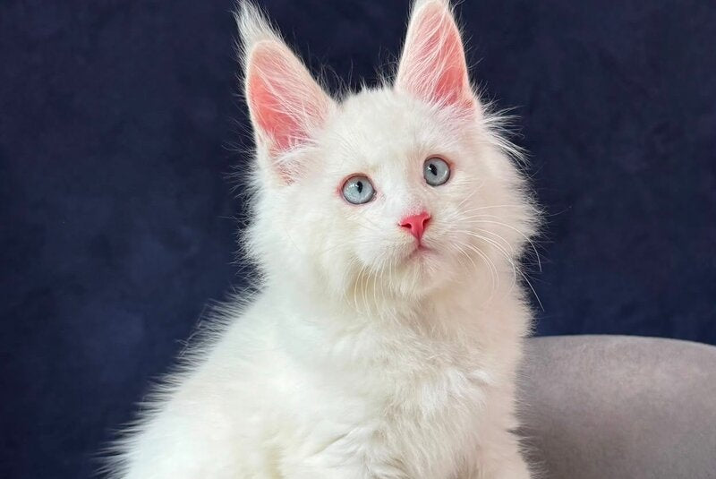 Gambler Maine Coon male, red silver chinchilla with white