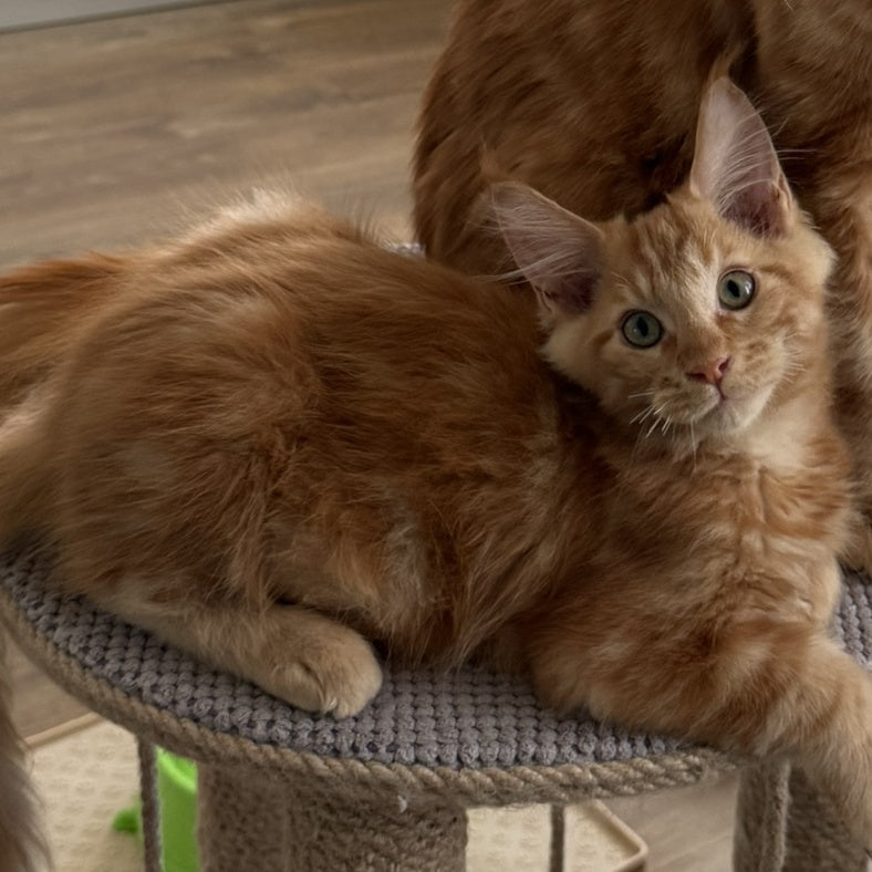 Alex Maine Coon male, red tabby