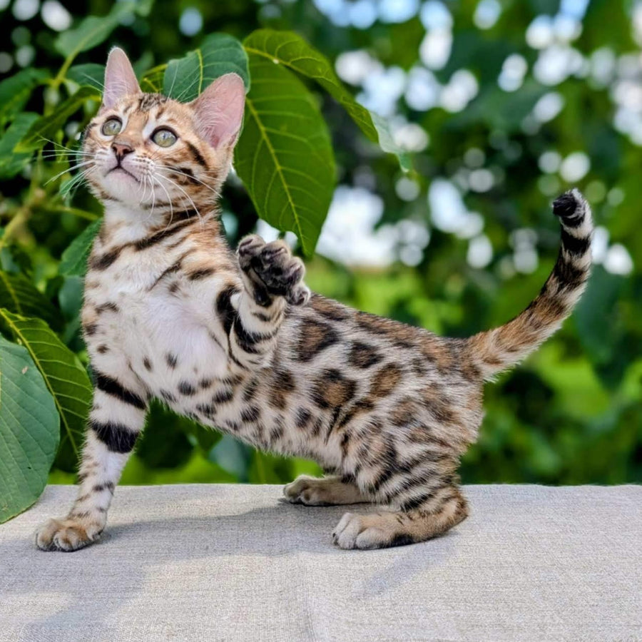 Zuri Bengal female, black spotted tabby