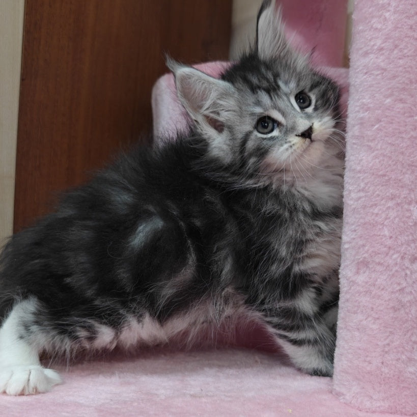 Monika Maine Coon female, black silver tabby with white