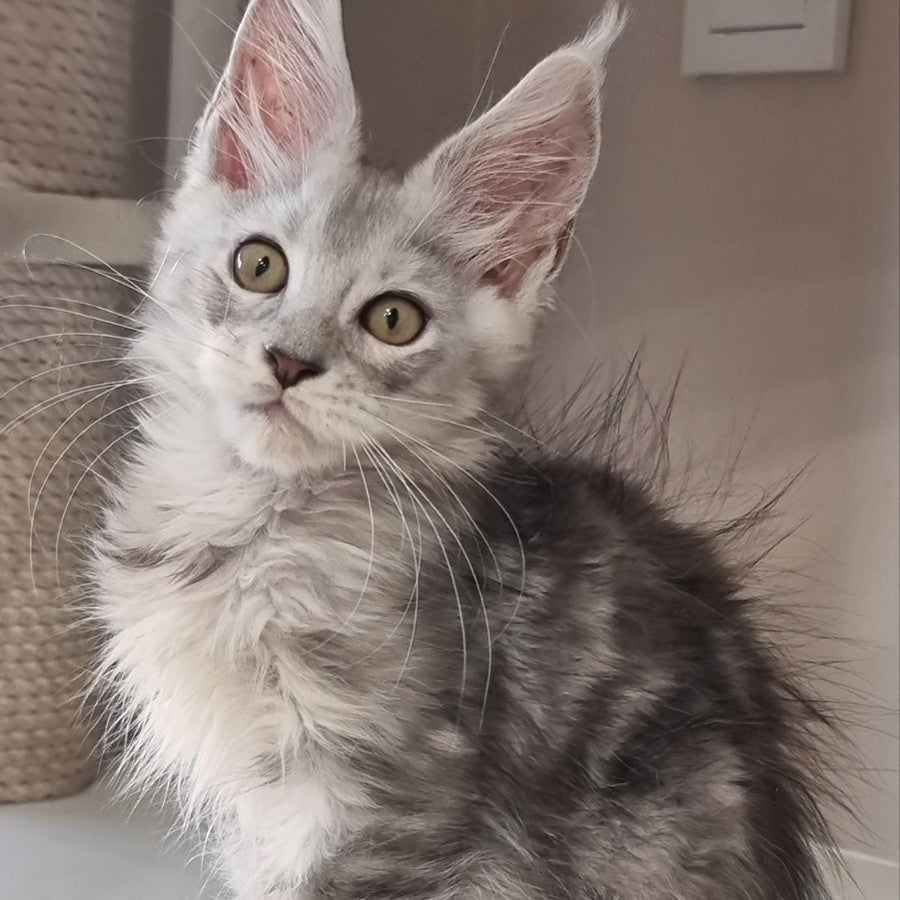 Elisa Maine Coon female, black silver tabby
