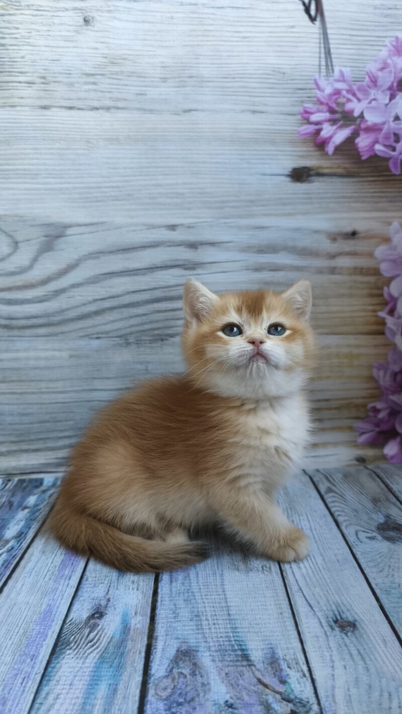 Sansara British Shorthair female black golden chinchilla live animals