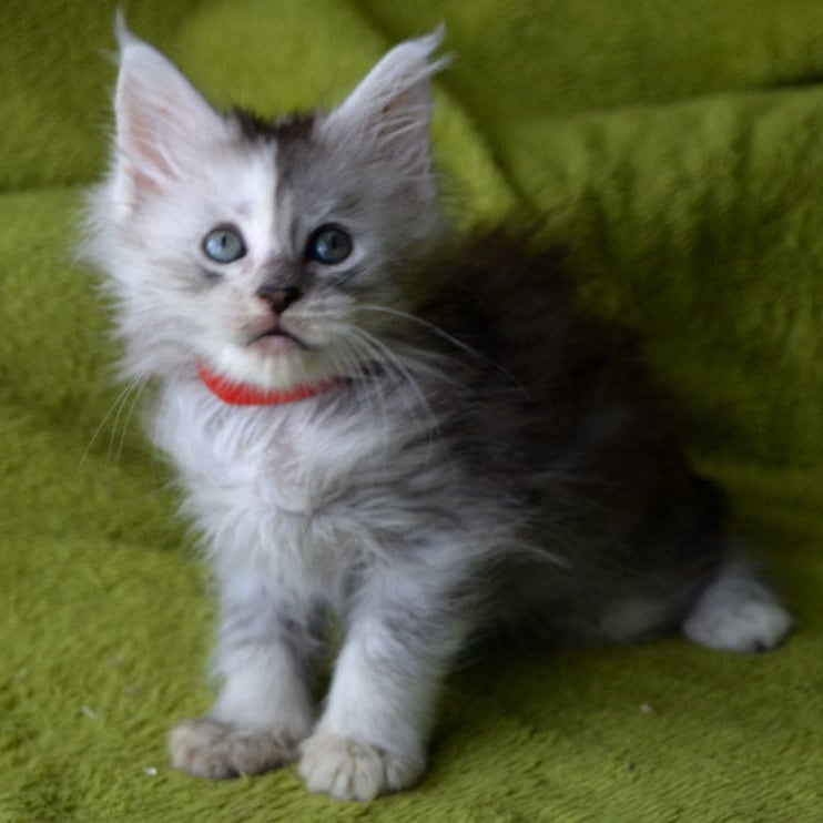 Kama Maine Coon female, black tortie silver tabby