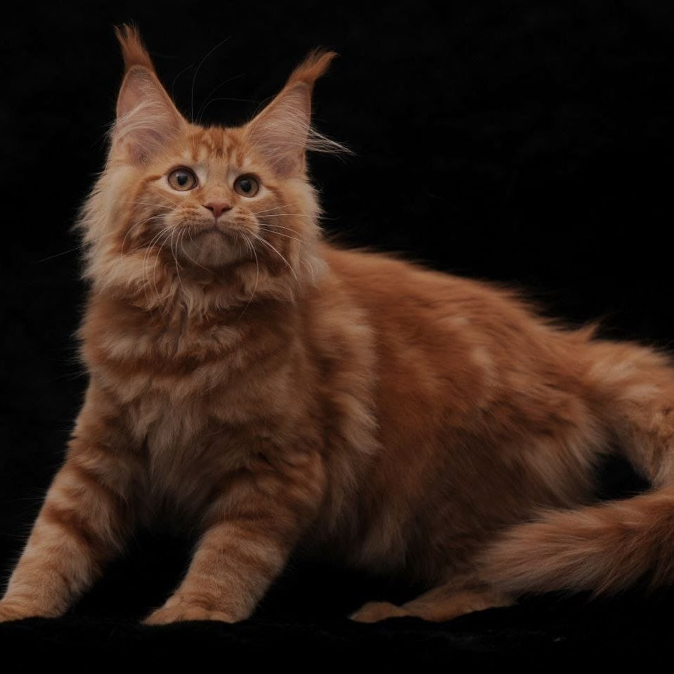 Riana Maine Coon female, red