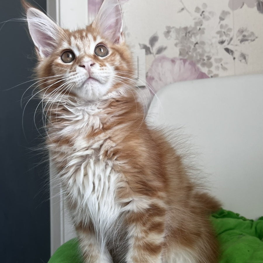 Sparky Maine Coon male, red tabby