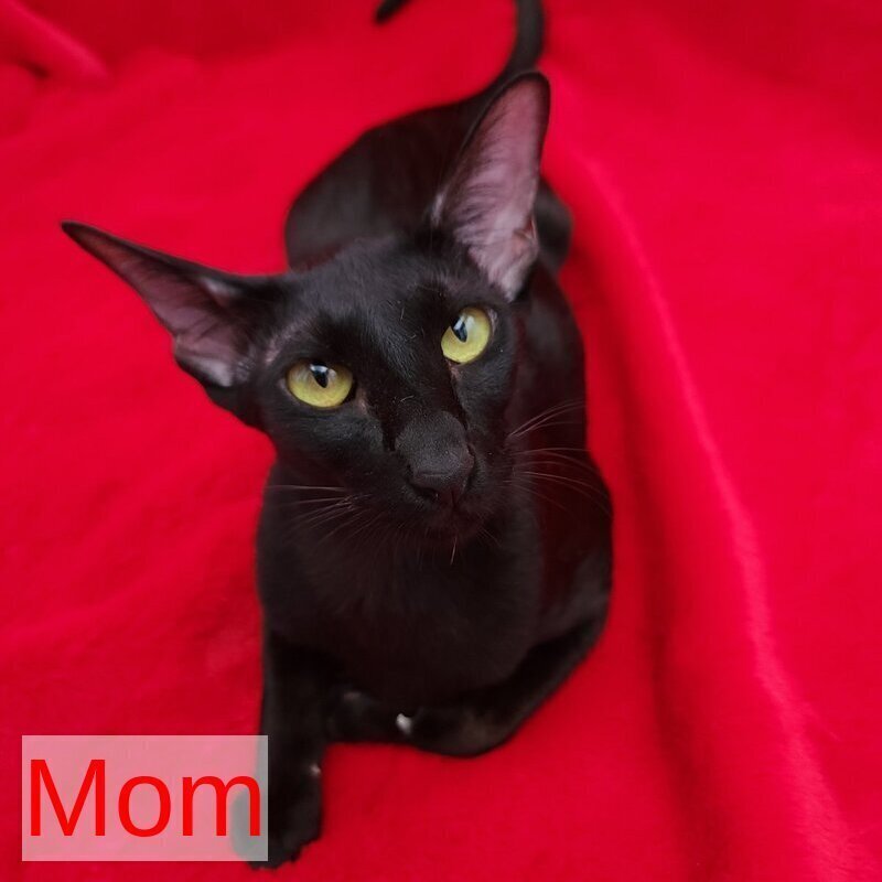 Ramses Oriental Shorthair male, black