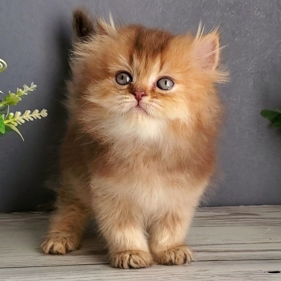 Ginger British Longhair male, chocolate golden ticked tabby
