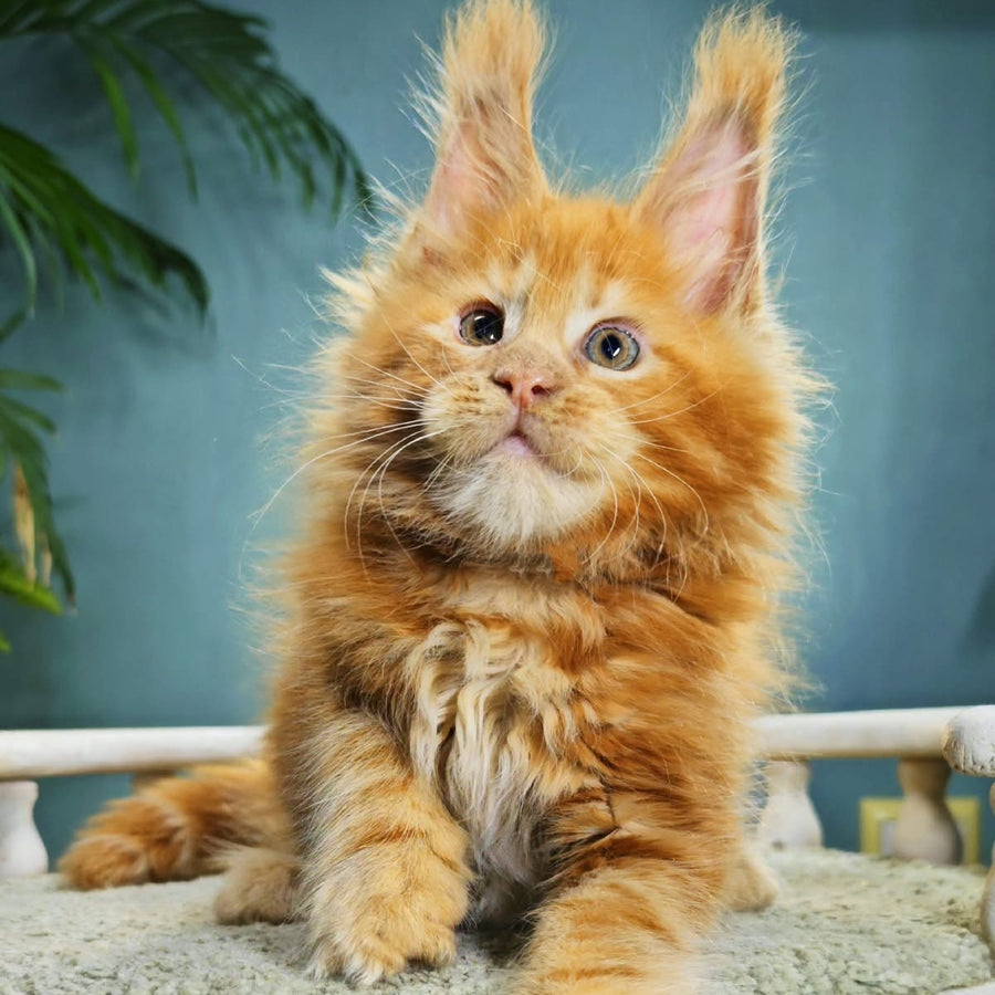 Iva Maine Coon female, red