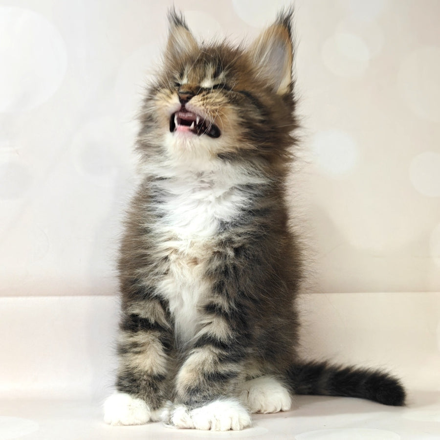Sheriff Maine Coon polydactyl 6x6x6x6 male, black tabby with white