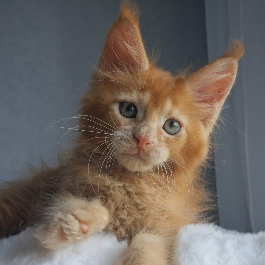 Princ Maine Coon male, red