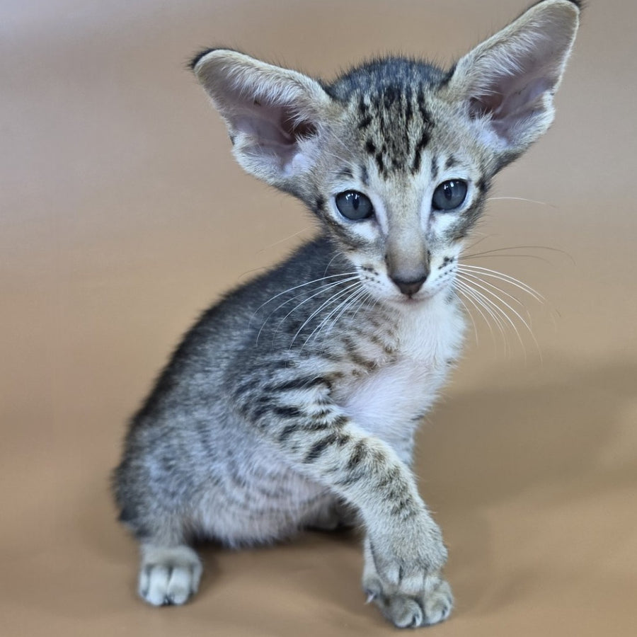 Brawnie Oriental Shorthair male, black spotted tabby