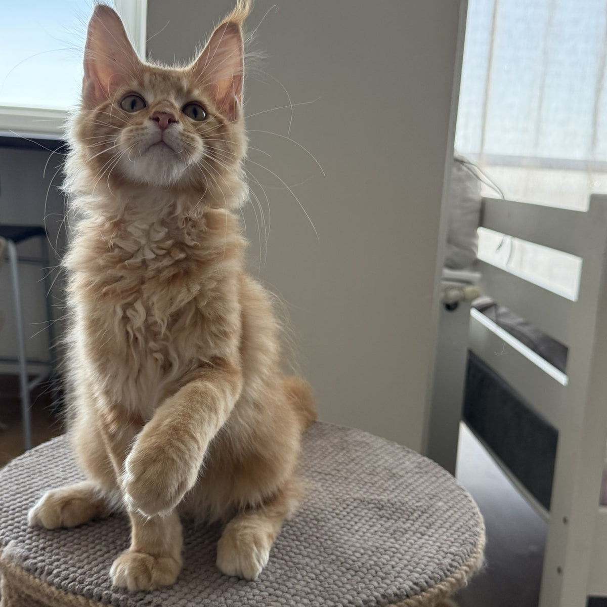 Anfisa Maine Coon female, red tabby