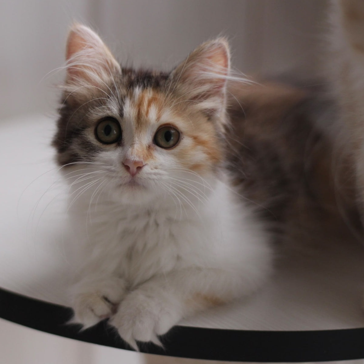 Kvetka Siberian female, black tortie tabby bicolour