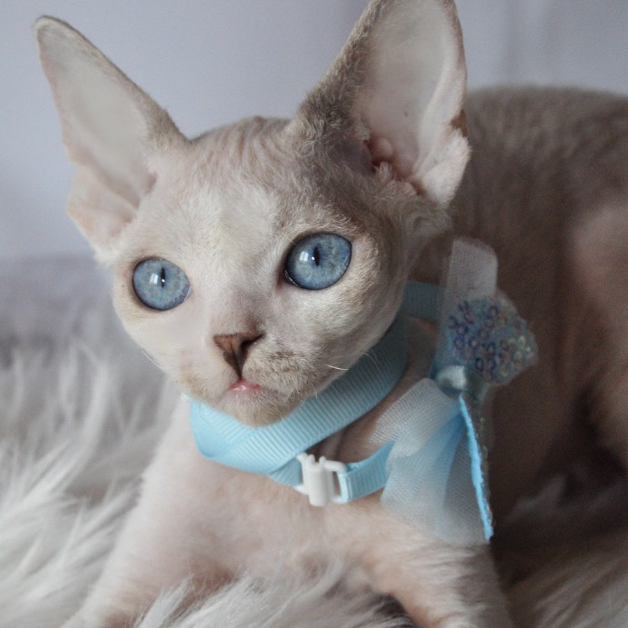 Tolik Devon Rex male, blue bicolour pointed