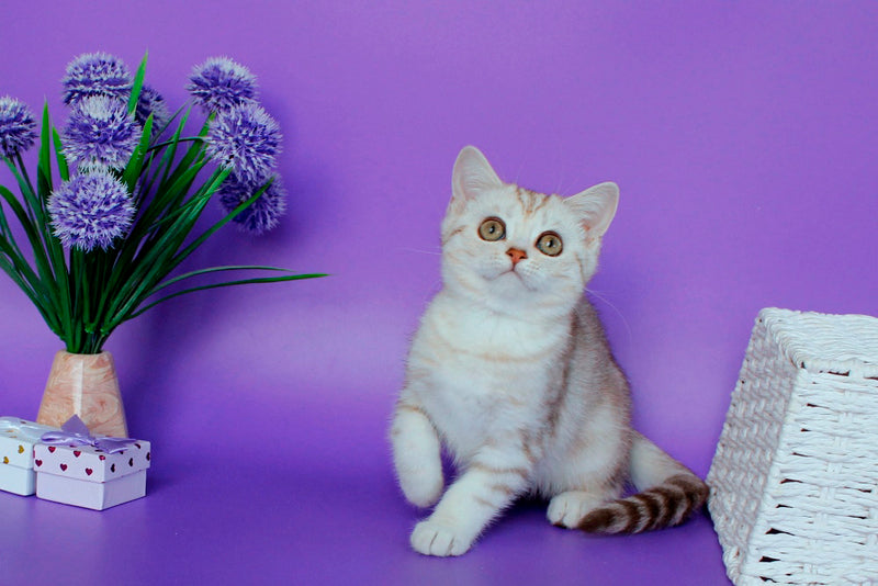 Kleo British Shorthair female, chocolate silver tabby