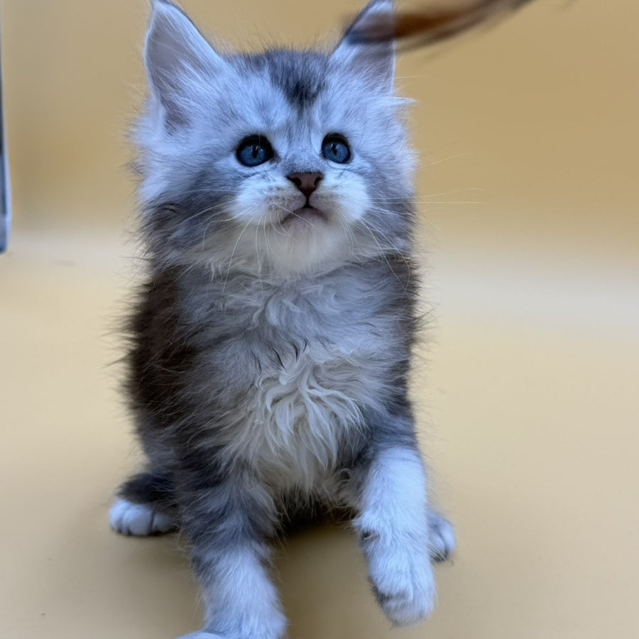 Hugo Maine Coon male, black silver ticked tabby