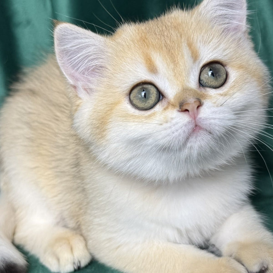 Eliya Scottish Straight female, black golden shaded
