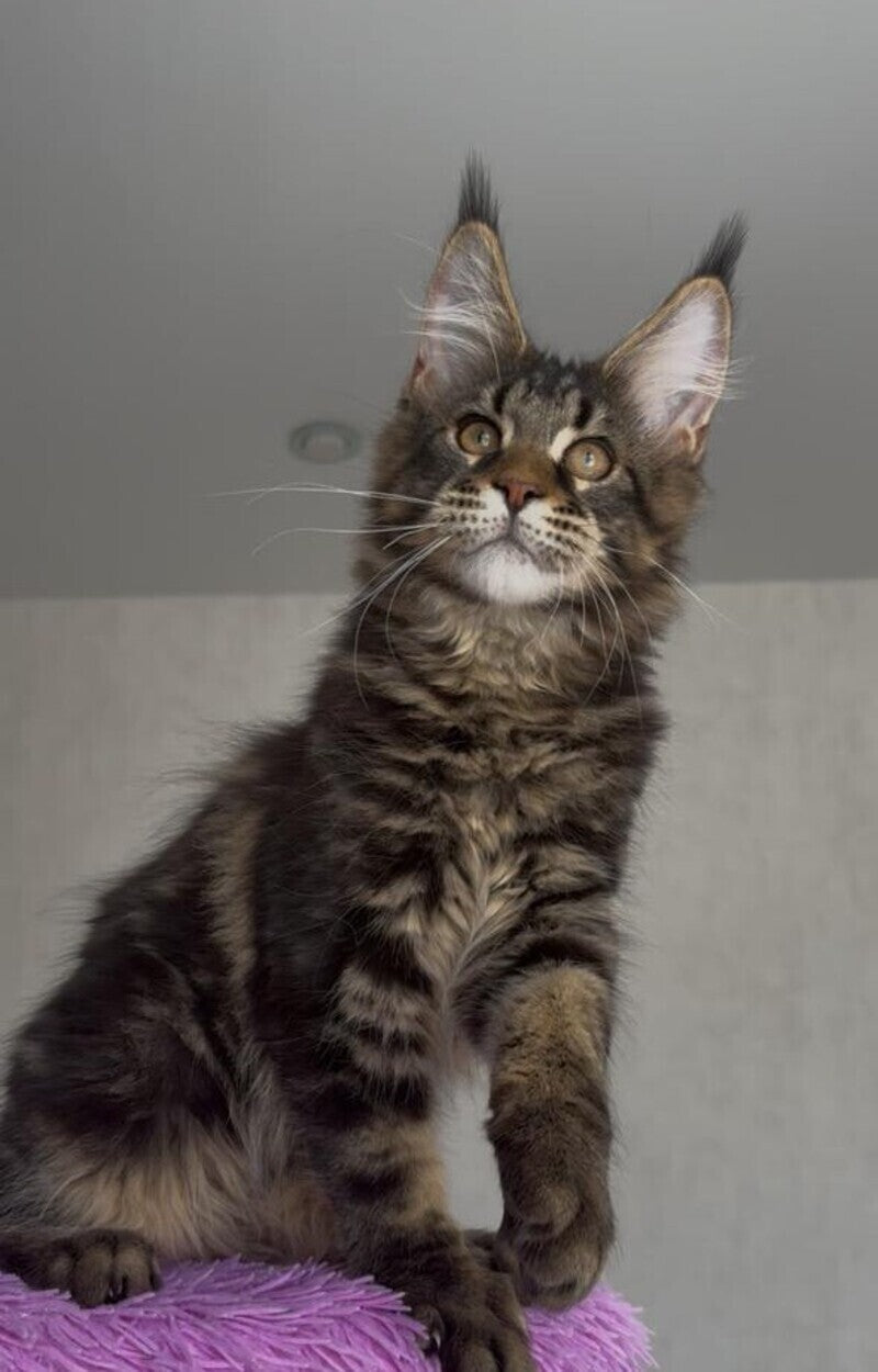 Victor Maine Coon male, black tabby