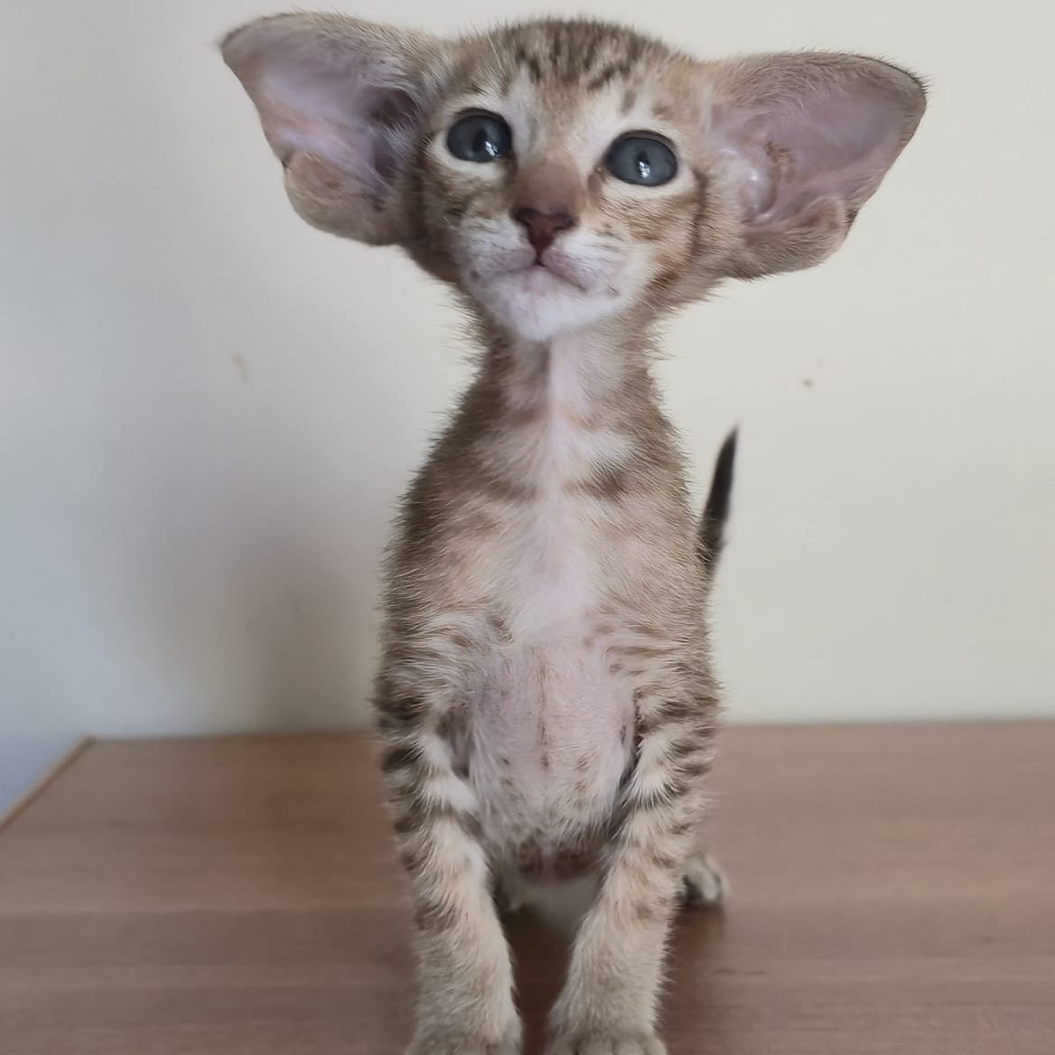 Arisha Oriental Shorthair female, chocolate tabby