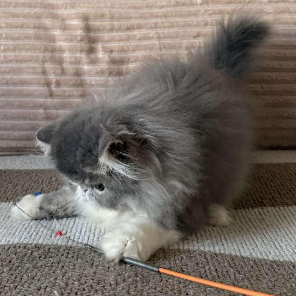 Lady Blue Persian female, blue bicolour spotted tabby